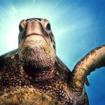 Sea Turtle Image by Roy Niswanger